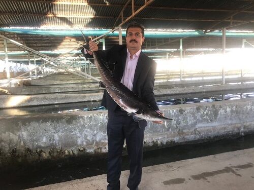 پرورش ماهی ملوسجان نمونه ملی شد