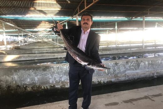 پرورش ماهی ملوسجان نمونه ملی شد