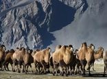 تلاش برای احیای جمعیت شتر دوکوهانه در قالب پروژه مشترک با فائو