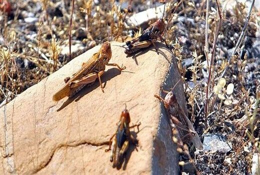مبارزه با ملخ یکی از ارکان تشکیل سازمان حفظ نباتات