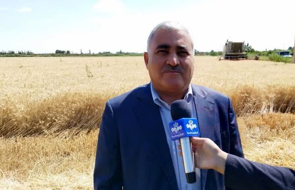 بیش از ۶۷۰ هزار تُن گندم از کشاورزان آذربایجانغربی خریداری شد