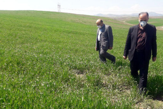 عدم مبارزه با علفهای هرز ، آفت سن گندم و زنگ زرد خسارت زیادی به مزارع وارد می کند