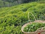 خرید تضمینی بیش از 140 هزار تن  چای تا پایان مهر ماه سال جاری