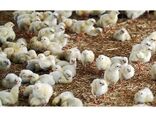 جوجه ریزی 6 میلیون قطعه‌ای در ساری