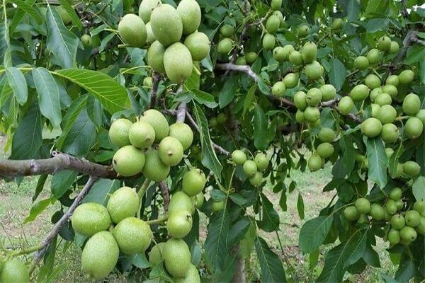 اجرای طرح سرشاخه‌کاری در باغات گردو اسدآباد