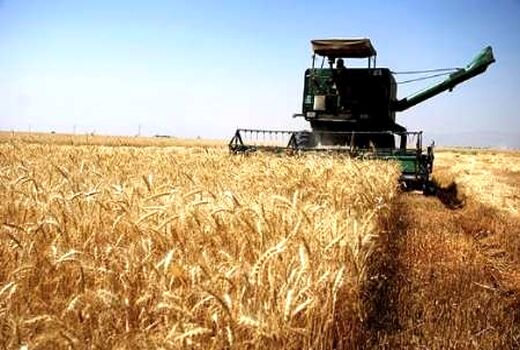 افزایش ۳۵ هزار تنی خرید تضمینی گندم در استان قزوین