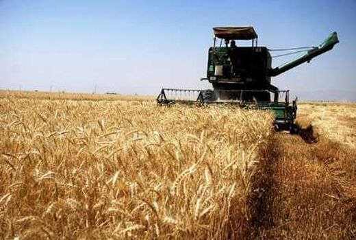 خریداری 20 هزار تن گندم در خراسان جنوبی
