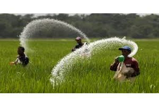 21 هزار تن کود ازته برای کشت برنج در مازندران توزیع شد