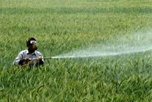 توزیع قارچ کش تیلت یارانه دار در مرودشت