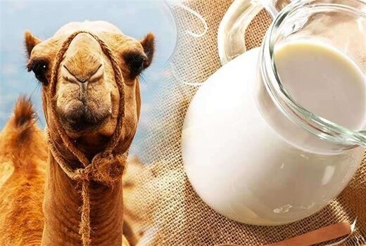 لزوم حمایت از راه‌اندازی کارخانجات فرآوری شیر شتر در خراسان جنوبی