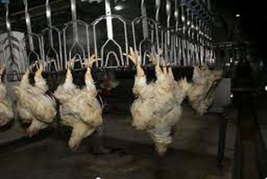 اولین زنجیره تولید گوشت مرغ در خراسان شمالی به بهره برداری رسید