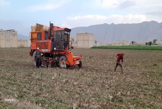تولید 70 هزار تن چغندر قند پاییزه در کازرون
