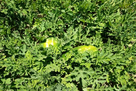 هندوانه‌های کازرون رسیدند؛ برداشت آغاز شد