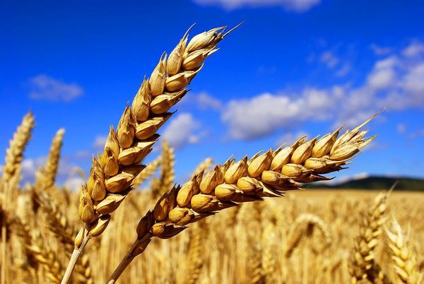 برداشت خوشه های طلایی از گندمزارهای شهرستان بروجن آغاز شد