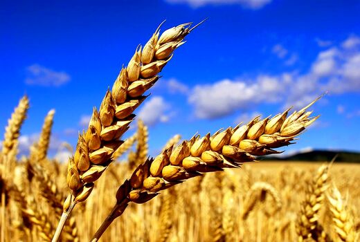 خرید 3.2 میلیون تن گندم تا 13 تیر