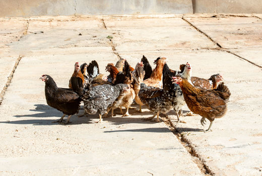 تولید بیش از ۱۶ میلیون قطعه مرغ بومی در فارس