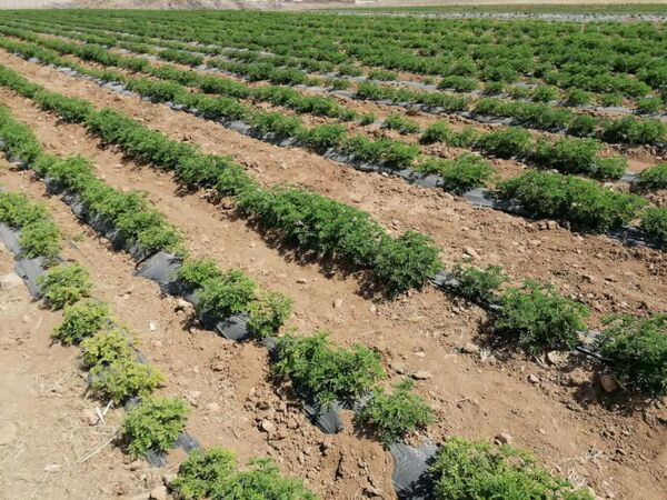 ۱۶۰۰ هکتار از مزارع چهارمحال و بختیاری زیر کشت گیاهان دارویی قرار دارد