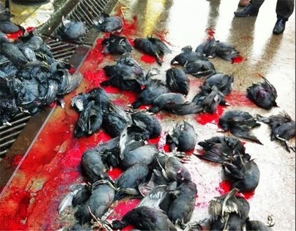 تهدید اقتصاد ایران با شکار پرندگان مهاجر