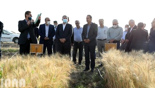 بازدید وزیر جهاد کشاورزی از مزارع تحقیقاتی گندم و‌ جو 