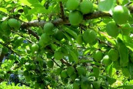 تولید گوجه سبز در 1500هکتار از باغات شهریار