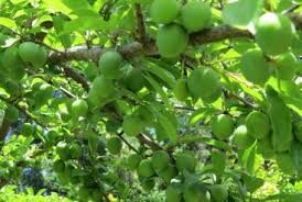 تولید گوجه سبز در 1500هکتار از باغات شهریار