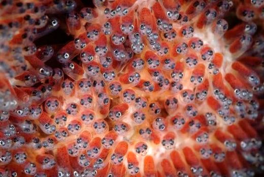 ثبت‌نام در سامانه زنجیره تامین و توزیع تخم چشم‌زده ماهی قزل آلا