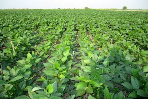 پیش‌بینی تولید 2300 تنی سویا در میاندورود