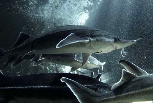 مکمل غنی شده فیل‌ماهی با نانوذرات سلنیوم و آهن معرفی شد