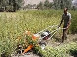 برداشت 40 تن محصول کنجد در شهرستان بستک