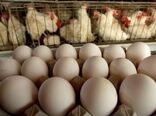 هدف‌گذاری برای تولید 30 درصد تولید تخم مرغ در قالب زنجیره‌
