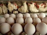 هدف‌گذاری برای تولید 30 درصد تولید تخم مرغ در قالب زنجیره‌