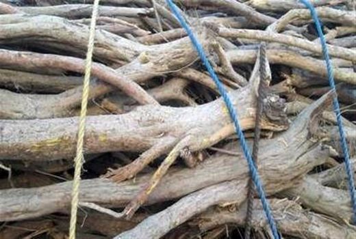 محموله قاچاق چوب تاغ در سمنان کشف شد