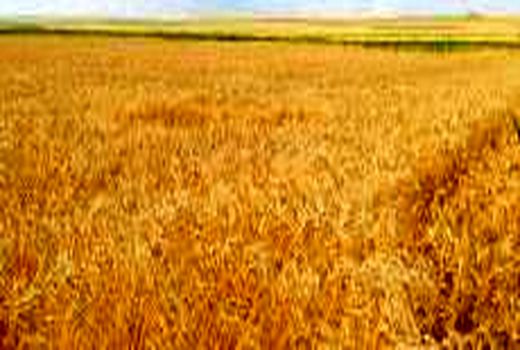 2000 هکتار سطح زیر کشت سبزی و صیفی استان سمنان به گندم و جو اختصاص یافت