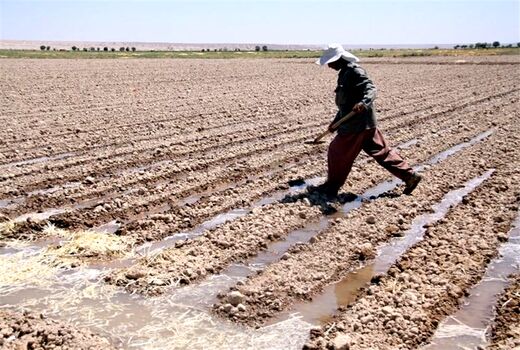  حلقه مفقوده در کشاورزی ایران ضمانت اجرایی یافته‌های تحقیقاتی است
