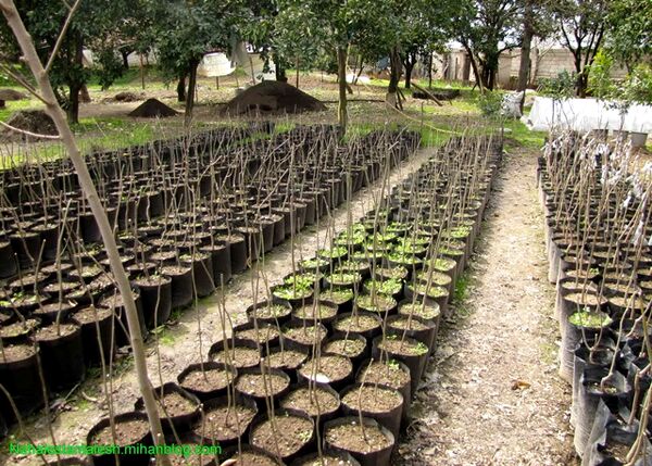 صدور مجوز نهالستان توسط شهرداری و شوراهای شهر خلاف قانون است