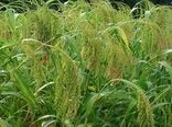 آغاز برداشت ارزن در شهرستان بشرویه
