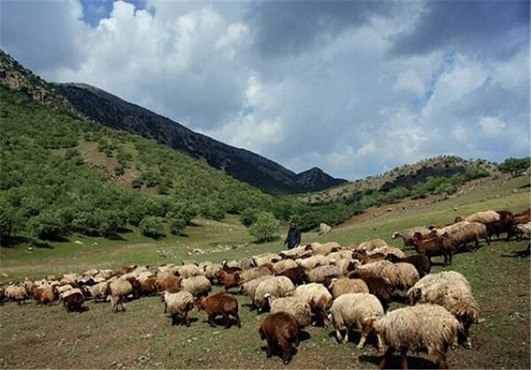 دامداران استان سمنان نسبت به تمدید پروانه چرای دام  اقدام کنند