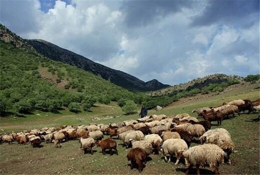 پروانه چرای دام تمدید شد