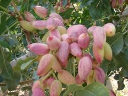 پیش‌بینی برداشت ۲۳۱۰ تن پسته از باغات شاهرود