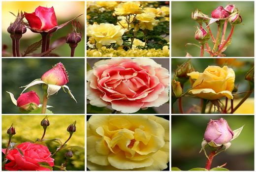 دومین نمایشگاه گل و گیاه پاکدشت برگزار می‌شود