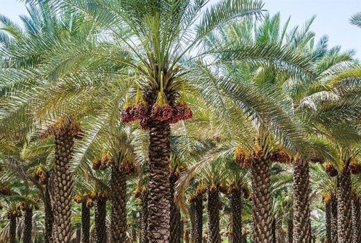 احداث شهرک خرما در دشتستان 