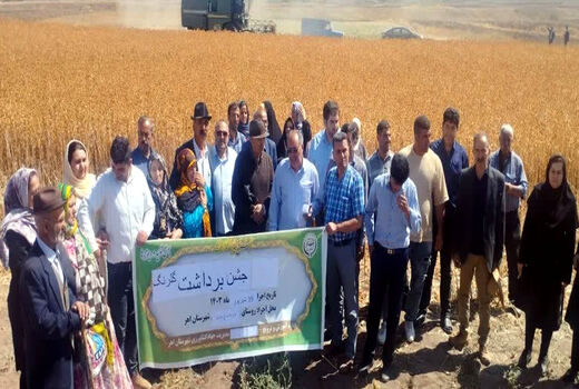 برداشت گلرنگ از 40 هکتار از اراضی شهرستان اهر
