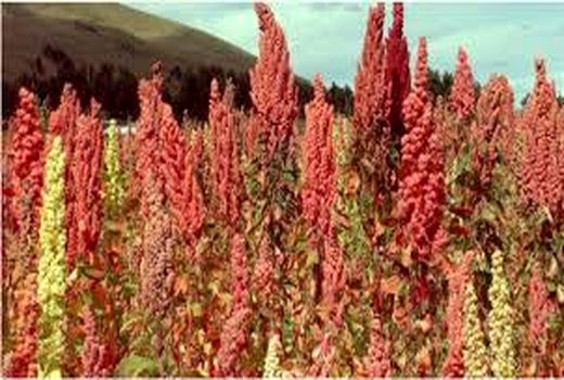  کشت کینوا در  14 هکتار از اراضی کشاورزی کرمان