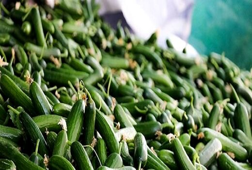 پیش بینی کشت 500 هکتار خیار در شهرستان دره‌شهر