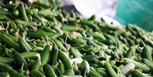 پیش بینی کشت 500 هکتار خیار در شهرستان دره‌شهر