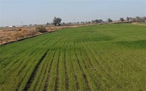 فارس رتبه دوم اجرای کشت قراردادی گندم