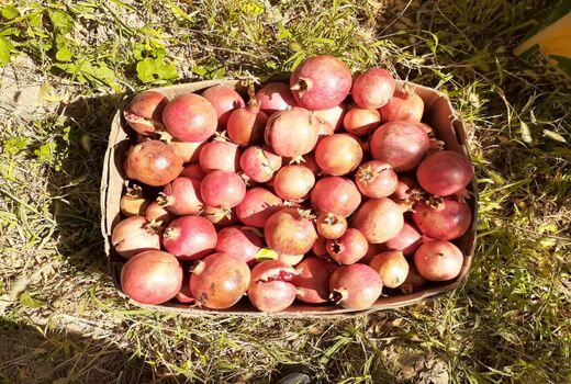 شکرانه برداشت انار در شهر درجزین 