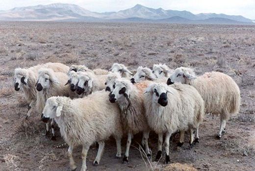 استان مرکزی رتبه سوم در تولید گوشت قرمز در کشور