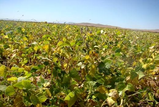 پیش بینی برداشت ۱۱هزار و ۴۸۰تُن حبوبات در خراسان شمالی 