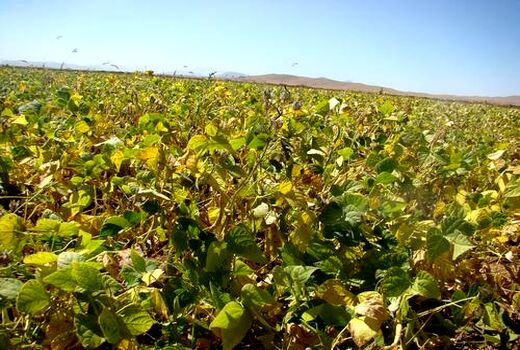 پیش بینی برداشت ۱۱هزار و ۴۸۰تُن حبوبات در خراسان شمالی 